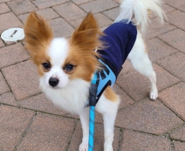 MEET BADGER THE 4 MONTHS OLD PAPILLON