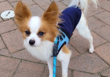 MEET BADGER THE 4 MONTHS OLD PAPILLON