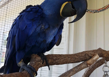 Hyacinth Macaw