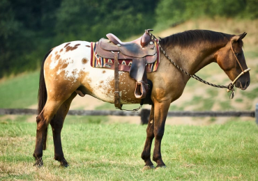 Appaloosa