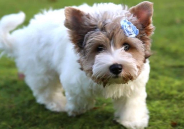 Yorkshire terrier puppy