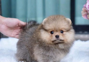 Pomeranian puppy