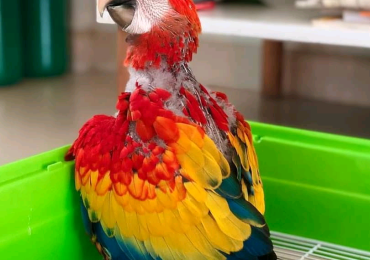 Scarlet Macaw