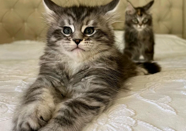 Maine Coon