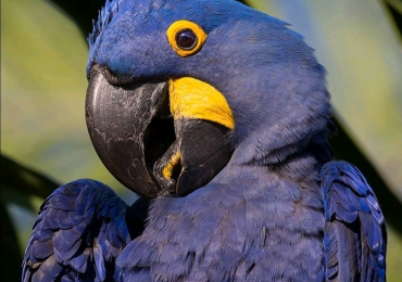Hyacinth Macaw