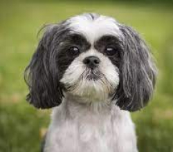 shih tzu