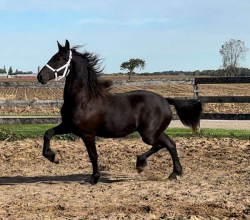 Black Friesian Filly