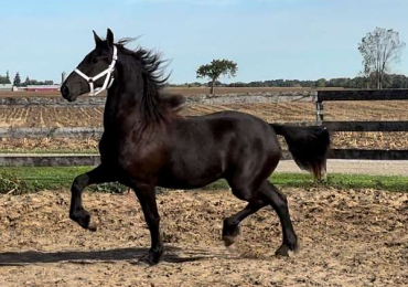 Black Friesian Filly