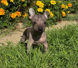 XOLOITZCUINTLI (Mexican Hairless Dog)FEMALE PUPPY LOOKING FOR A FOREVER HOME.