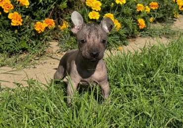 XOLOITZCUINTLI (Mexican Hairless Dog)FEMALE PUPPY LOOKING FOR A FOREVER HOME.